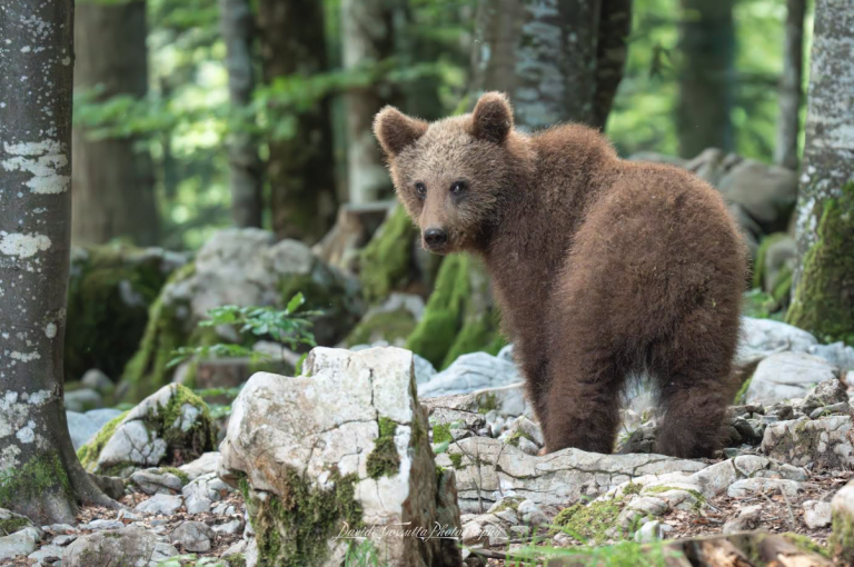 Natura: poesie a colori" di Davide Cossutta